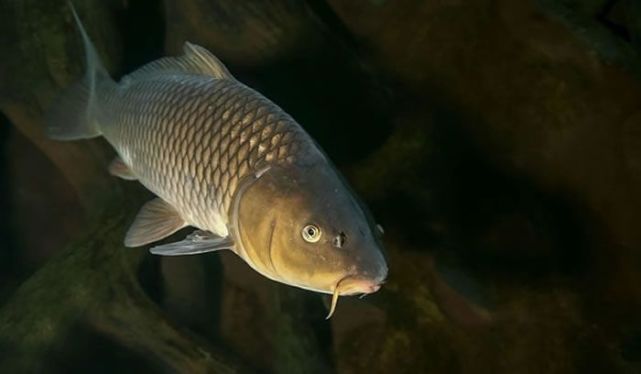 四大名鱼中的黄河鲤鱼为何长了4个鼻孔它还真跟别的鱼不同