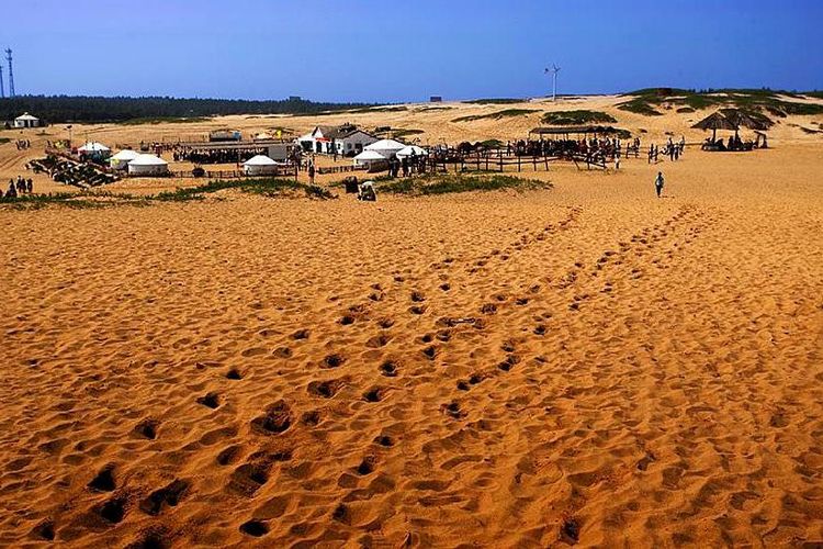 南昌有一处"江南大漠",面积13万亩,可骑骆驼体验边塞风情
