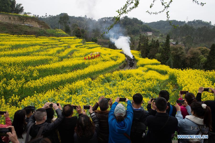 Tourists take photos of a train running through cole flower fields in Qianwei County, southwest China's Sichuan Province, March 2, 2021. The old-fashioned steam train, running on a narrow gauge railway in Qianwei County, serves mainly in sightseeing. As increasing number of tourists visit the county in recent years, the train itself has become an attraction providing a journey of reminiscence. (Xinhua/Liu Mengqi)