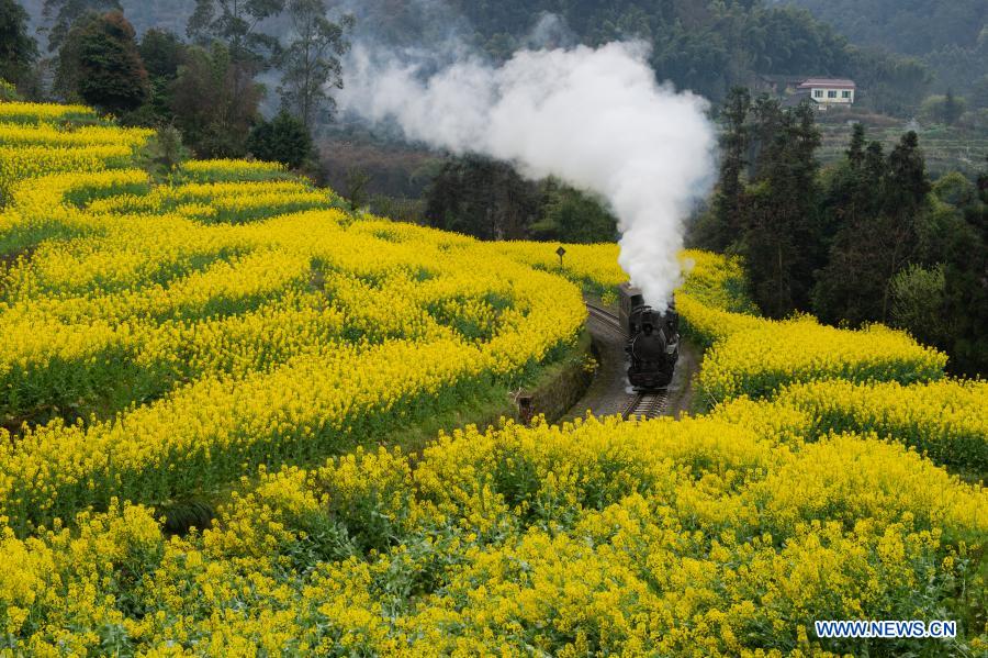A train runs on a narrow gauge railway in cole flower fields in Qianwei County, southwest China's Sichuan Province, March 2, 2021. The old-fashioned steam train, running on a narrow gauge railway in Qianwei County, serves mainly in sightseeing. As increasing number of tourists visit the county in recent years, the train itself has become an attraction providing a journey of reminiscence. (Xinhua/Liu Mengqi)
