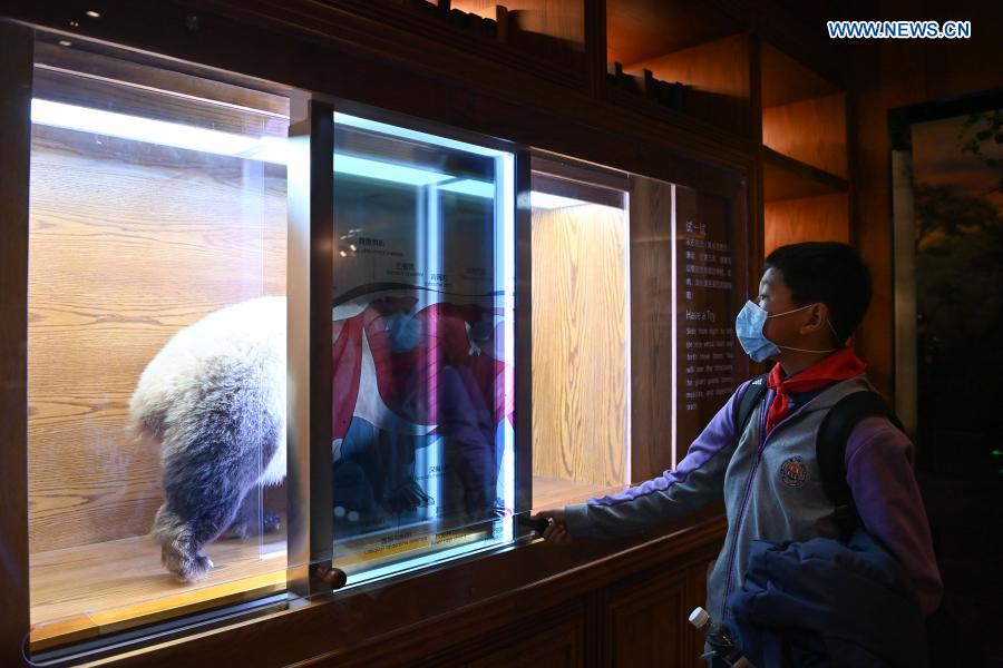 A student watches an exhibit at the Chengdu Giant Panda Museum in Chengdu, southwest China's Sichuan Province, March 3, 2021. A giant panda-themed museum offering visitors an interactive experience opened to the public on Wednesday in Chengdu, capital of Sichuan Province. Surrounded by huge walls of touch-sensitive screens and meticulously-designed settings, the Chengdu Giant Panda Museum provides an immersive experience while demonstrating various interesting facts about the precious species as well as its history, habits and China's panda preservation efforts. The museum spanning an area of 7,179 square meters with seven exhibit sections, has been built by the Chengdu Research Base of Giant Panda Breeding. (Xinhua/Xu Bingjie)