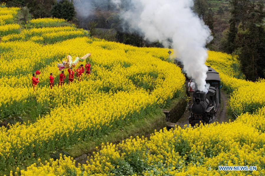 A train runs through cole flower fields in Qianwei County, southwest China's Sichuan Province, March 2, 2021. The old-fashioned steam train, running on a narrow gauge railway in Qianwei County, serves mainly in sightseeing. As increasing number of tourists visit the county in recent years, the train itself has become an attraction providing a journey of reminiscence. (Xinhua/Jiang Hongjing)