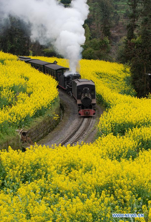 A train runs through cole flower fields in Qianwei County, southwest China's Sichuan Province, March 2, 2021. The old-fashioned steam train, running on a narrow gauge railway in Qianwei County, serves mainly in sightseeing. As increasing number of tourists visit the county in recent years, the train itself has become an attraction providing a journey of reminiscence. (Xinhua/Liu Mengqi)