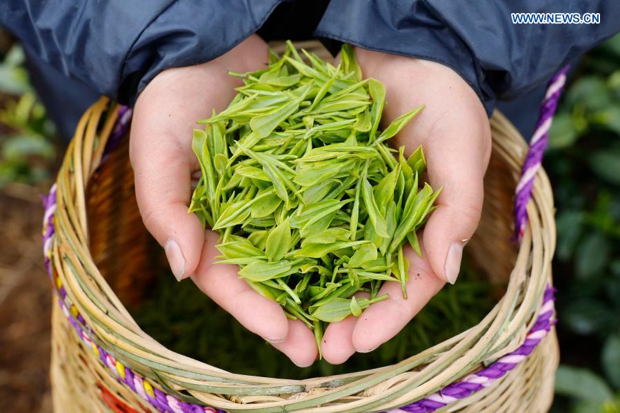 A farmer shows tea leaves at a tea garden in Sanshi Village, Jingning She Autonomous County in Lishui, east China's Zhejiang Province, March 4, 2021. (Photo by Li Suren/Xinhua)