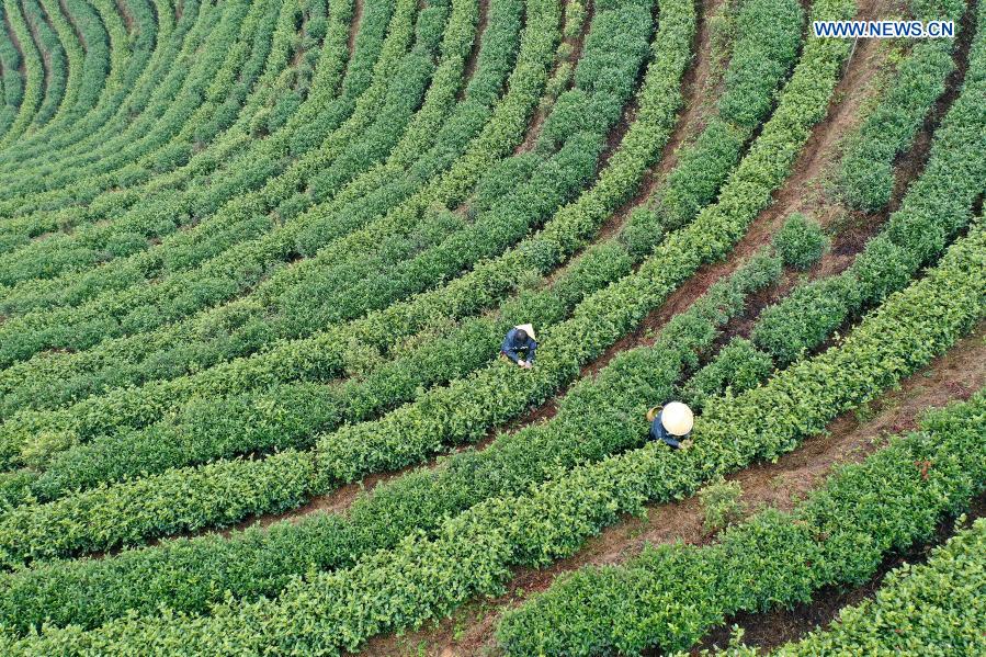 Aerial photo taken on March 4, 2021 shows farmers picking tea leaves at a tea garden in Sanshi Village, Jingning She Autonomous County in Lishui, east China's Zhejiang Province. (Photo by Li Suren/Xinhua)
