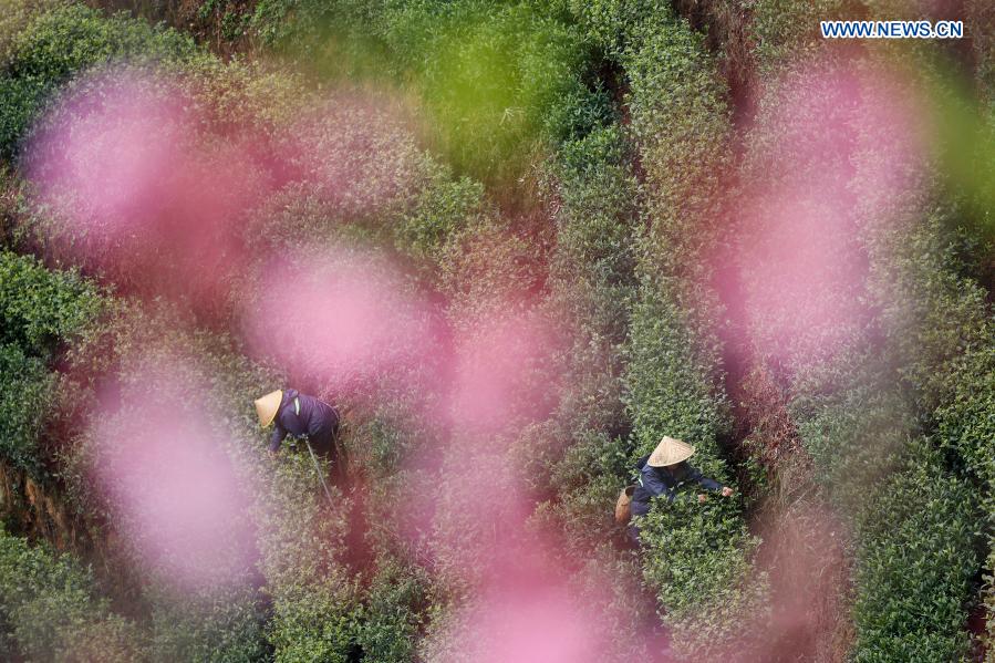 Farmers pick tea leaves at a tea garden in Sanshi Village, Jingning She Autonomous County in Lishui, east China's Zhejiang Province, March 4, 2021. (Photo by Li Suren/Xinhua)