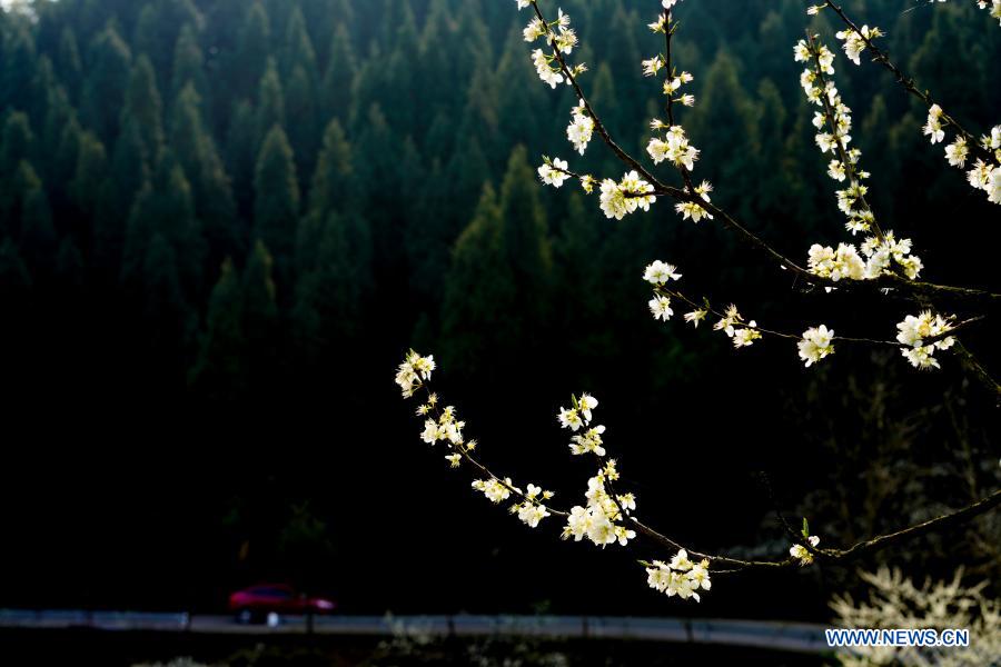 Photo taken on March 4, 2021 shows flowers in the sunlight at Yinhe Village of Yubei District, southwest China's Chongqing. (Xinhua/Liu Chan)