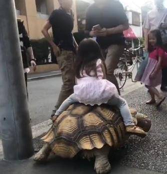 小女孩把乌龟当作自己的座驾有的人夸赞她可有人担心