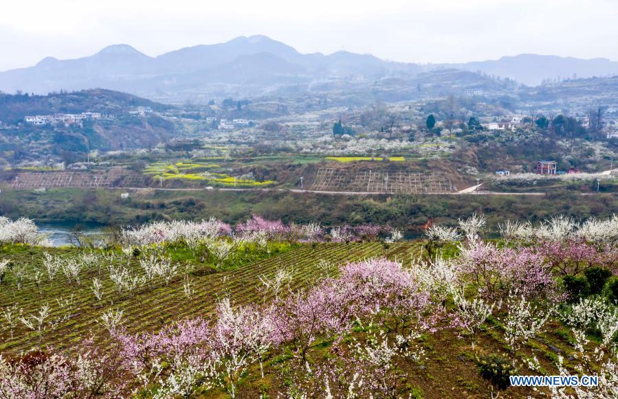 Aerial photo taken on March 4, 2021 shows the early spring scenery of Qiulin Village in Bijie, southwest China's Guizhou Province. (Photo by Fan Hui/Xinhua)