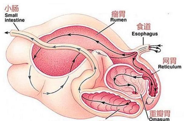 牛的四个胃