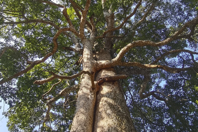 这一生长速度可远远满足不了需求,明代末年好的野生金丝楠木已经很稀