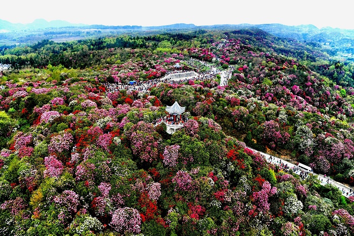 2021日照杜鹃花节,日照杜鹃花节 百里杜鹃2021杜鹃花季将于3月15日开幕
