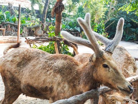 海南热带野生动植物园，带孩子近距离接触野生动物的去处