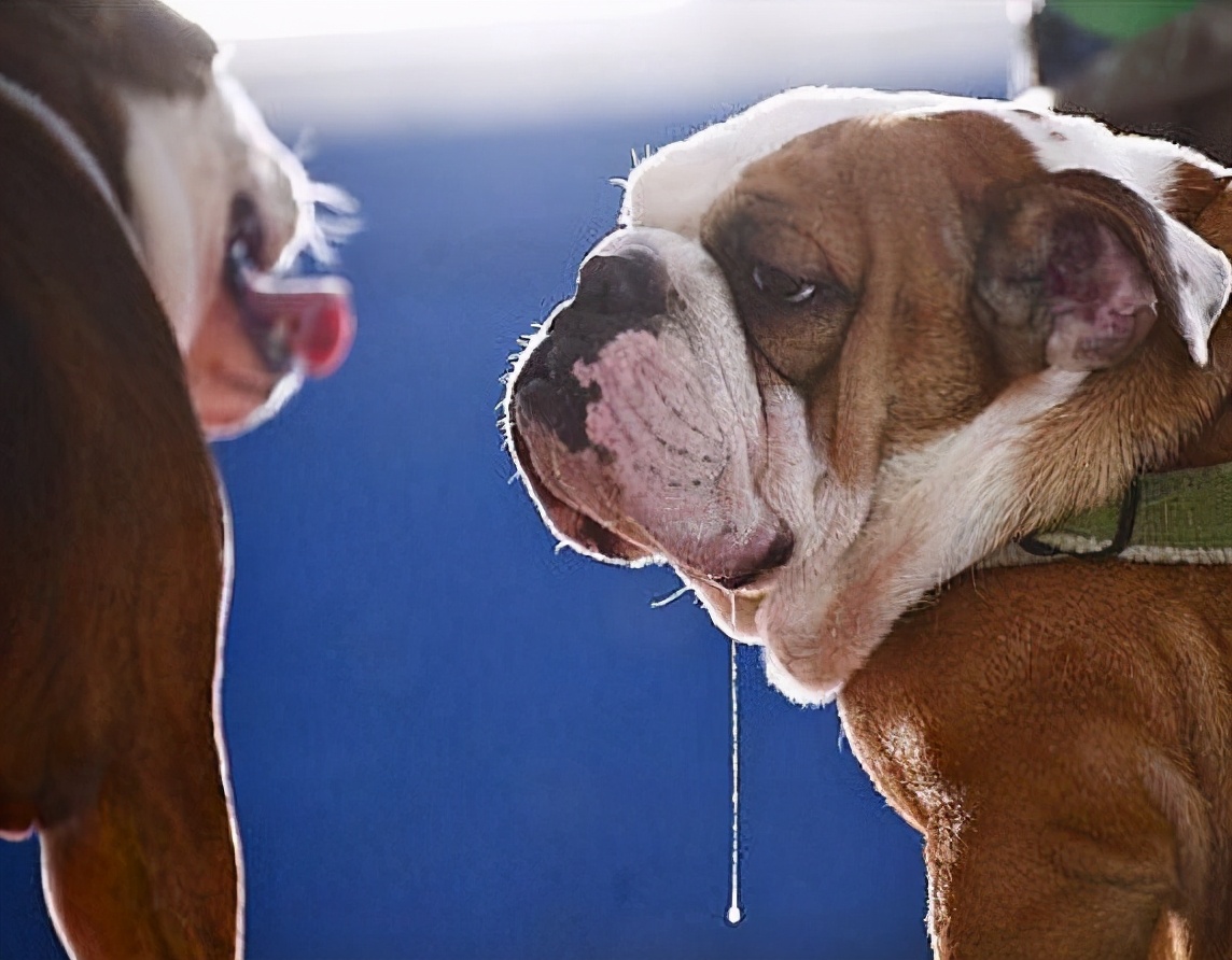 在白色背景的两条小狗。约克夏狗和唾液 库存照片. 图片 包括有 纵向, 统一性, 宠物, 茴香, 前面, 长度 - 37755834