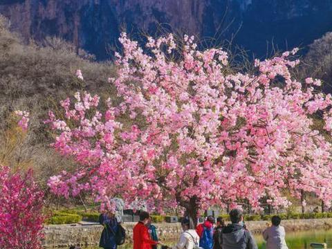 三八妇女节将至，河南多个景区推出优惠早春踏青