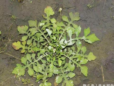 味道如辣椒，俗称“辣辣菜”，凉拌是一大美味，却常被误认成荠菜