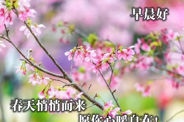 图片2021新图片春天,2021年春天图片 7张免打字就可以聊天的早上好图片 2021创意唯美春天早安问候