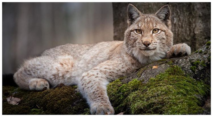 山猫体育直播支持多设备观看自由切换尽享流畅观赛乐趣