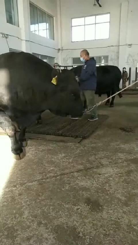 半吨重的牛，厉害