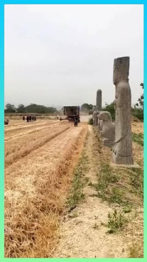 北宋皇陵变麦田，摄影师全天候拍摄，收割机压力很大