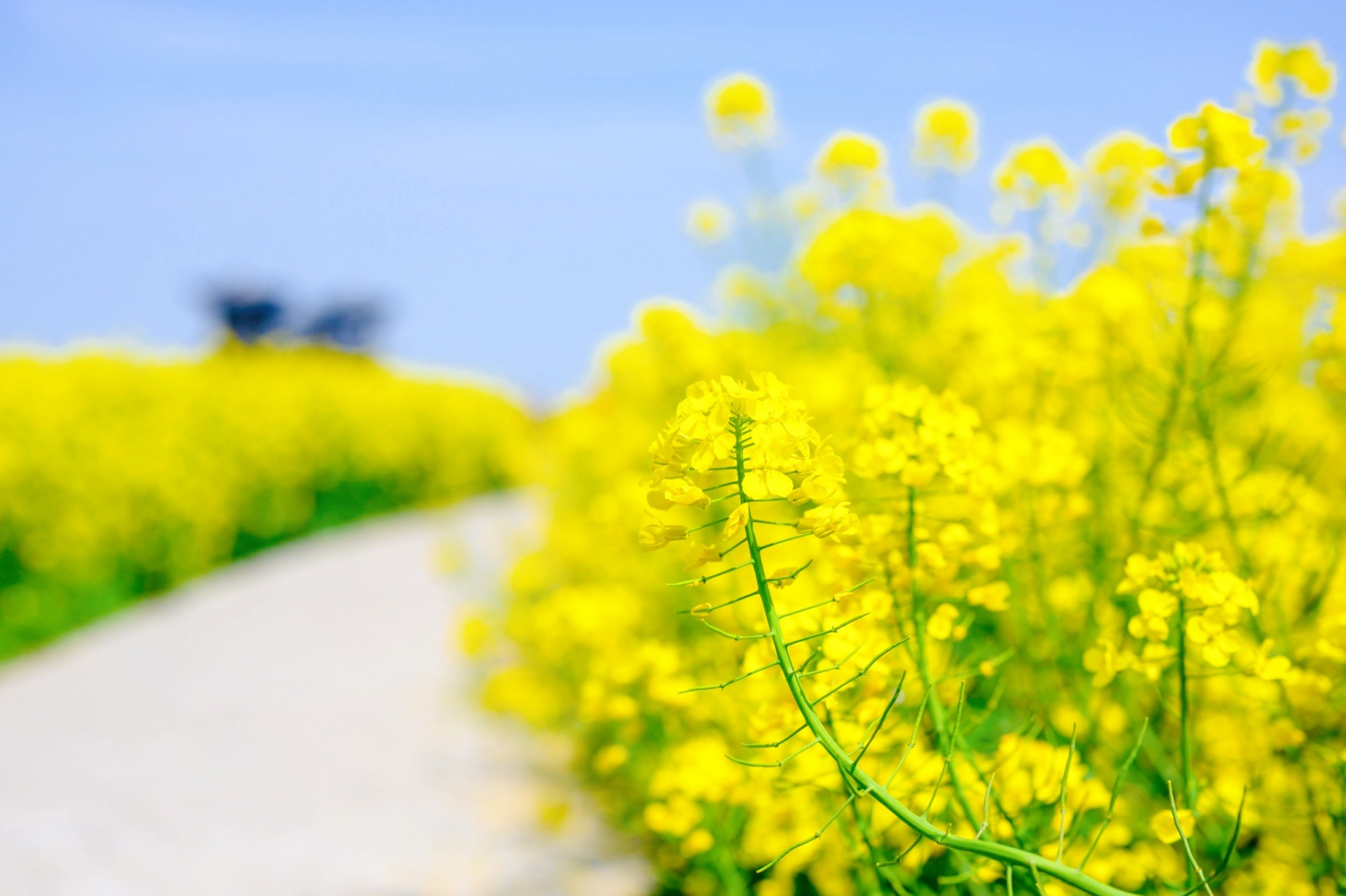 兴化千岛拥有万亩油菜花田，堪称江苏最美油菜花观赏地之一