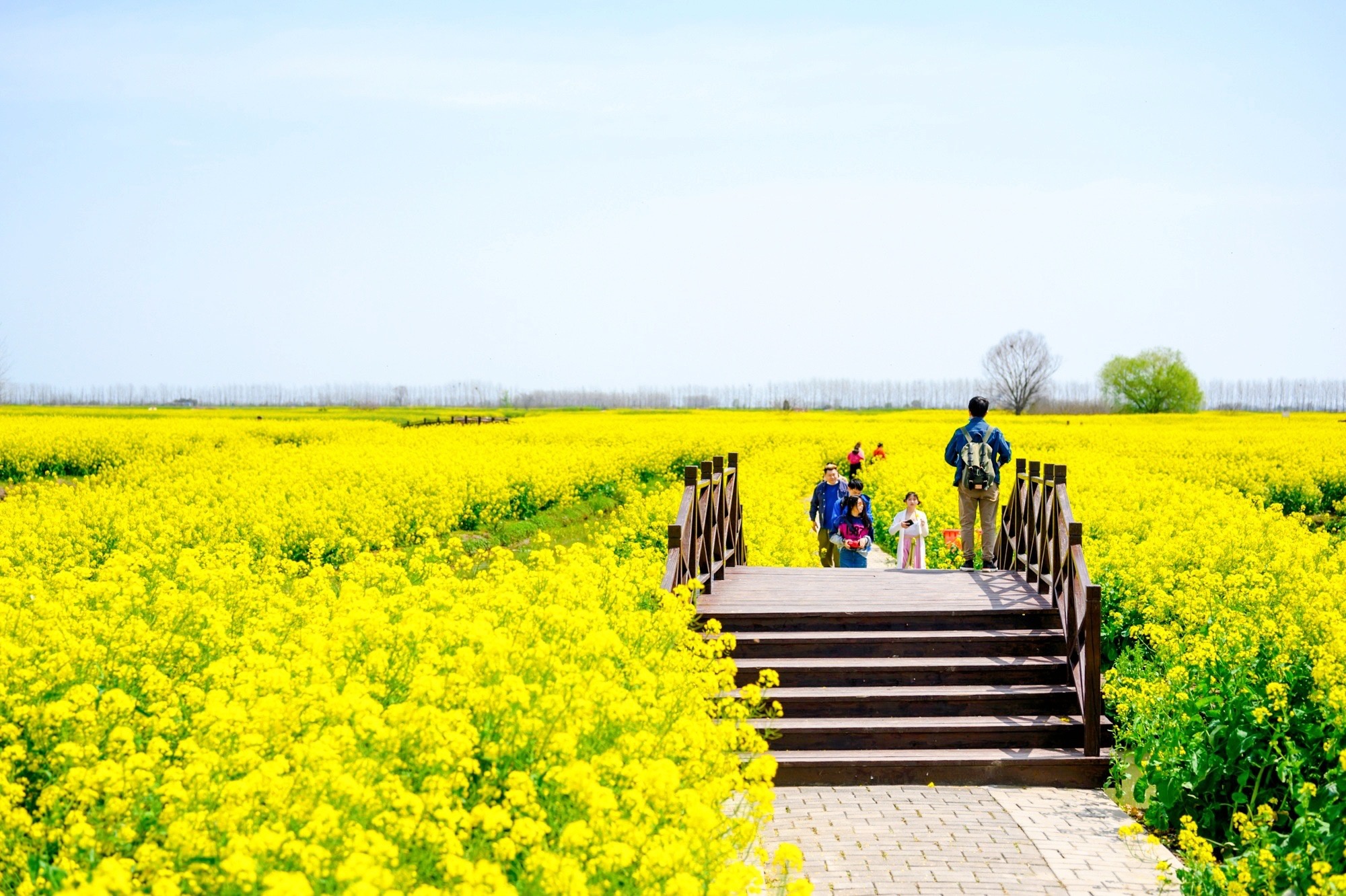 中国最“黄”的春色，婺源油菜花美如画，游客：点赞中国最美乡村_江岭