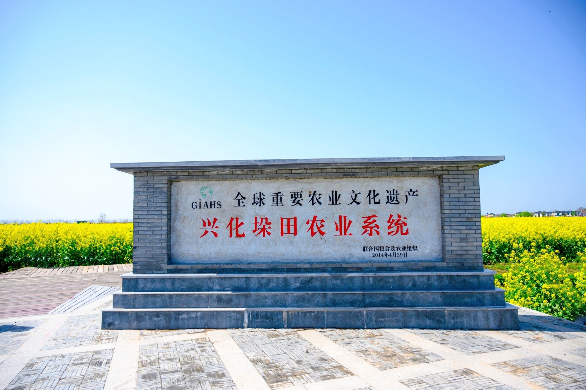 兴化千岛拥有万亩油菜花田，堪称江苏最美油菜花观赏地之一