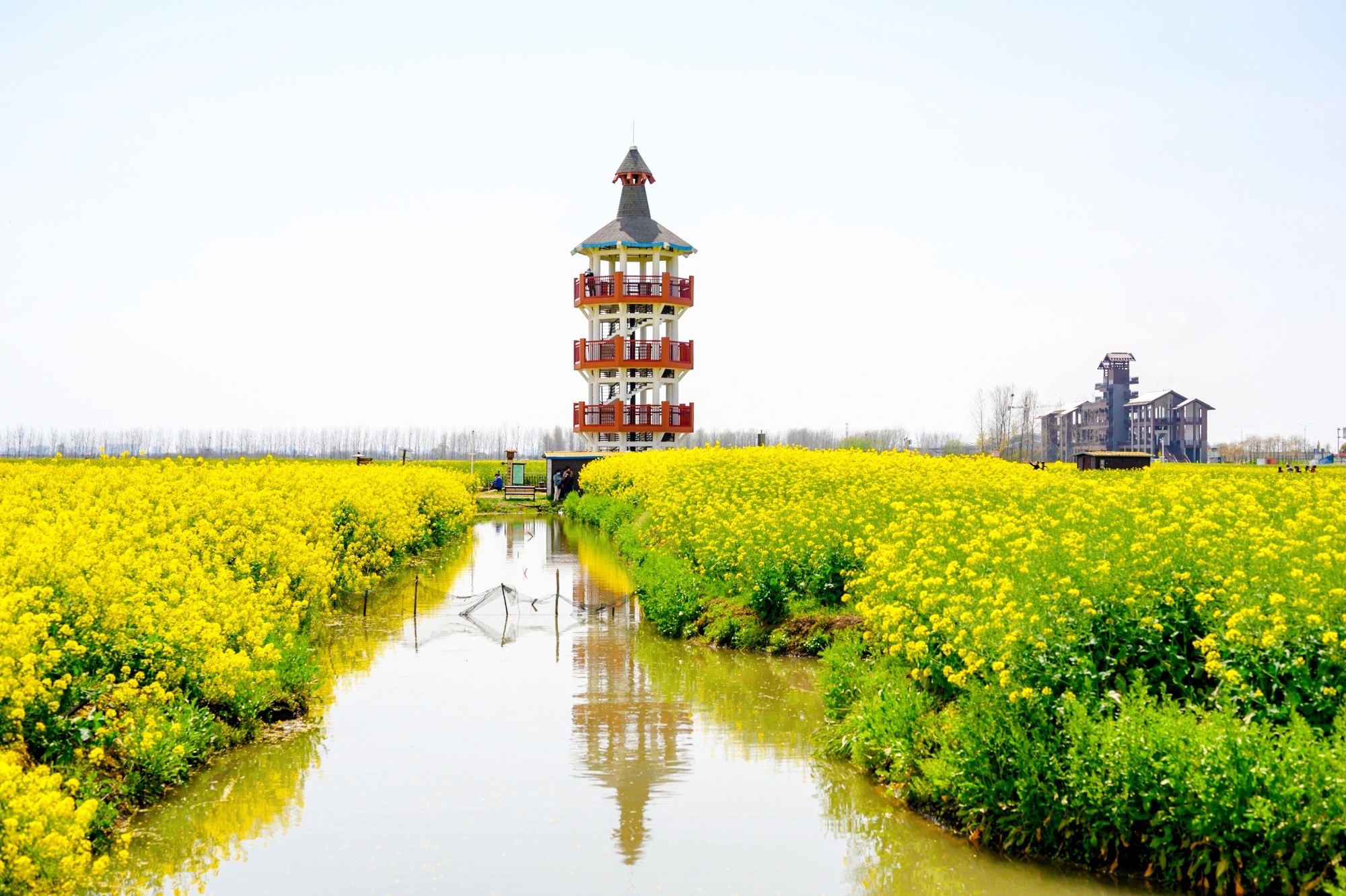 中国最美油菜花海如入童话境界 汉中洋县