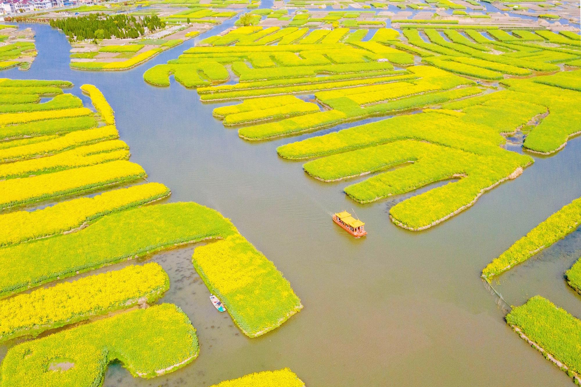 兴化千岛拥有万亩油菜花田，堪称江苏最美油菜花观赏地之一