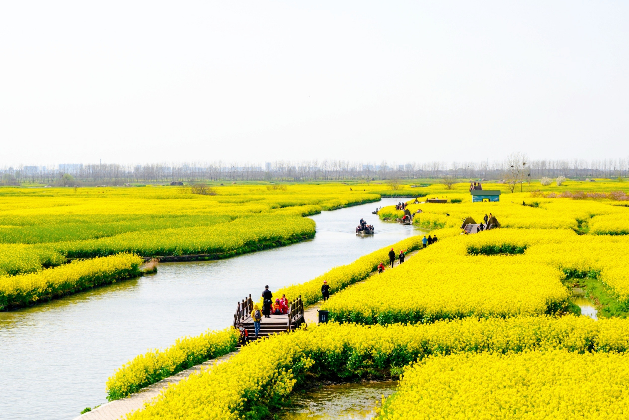 兴化千岛拥有万亩油菜花田，堪称江苏最美油菜花观赏地之一