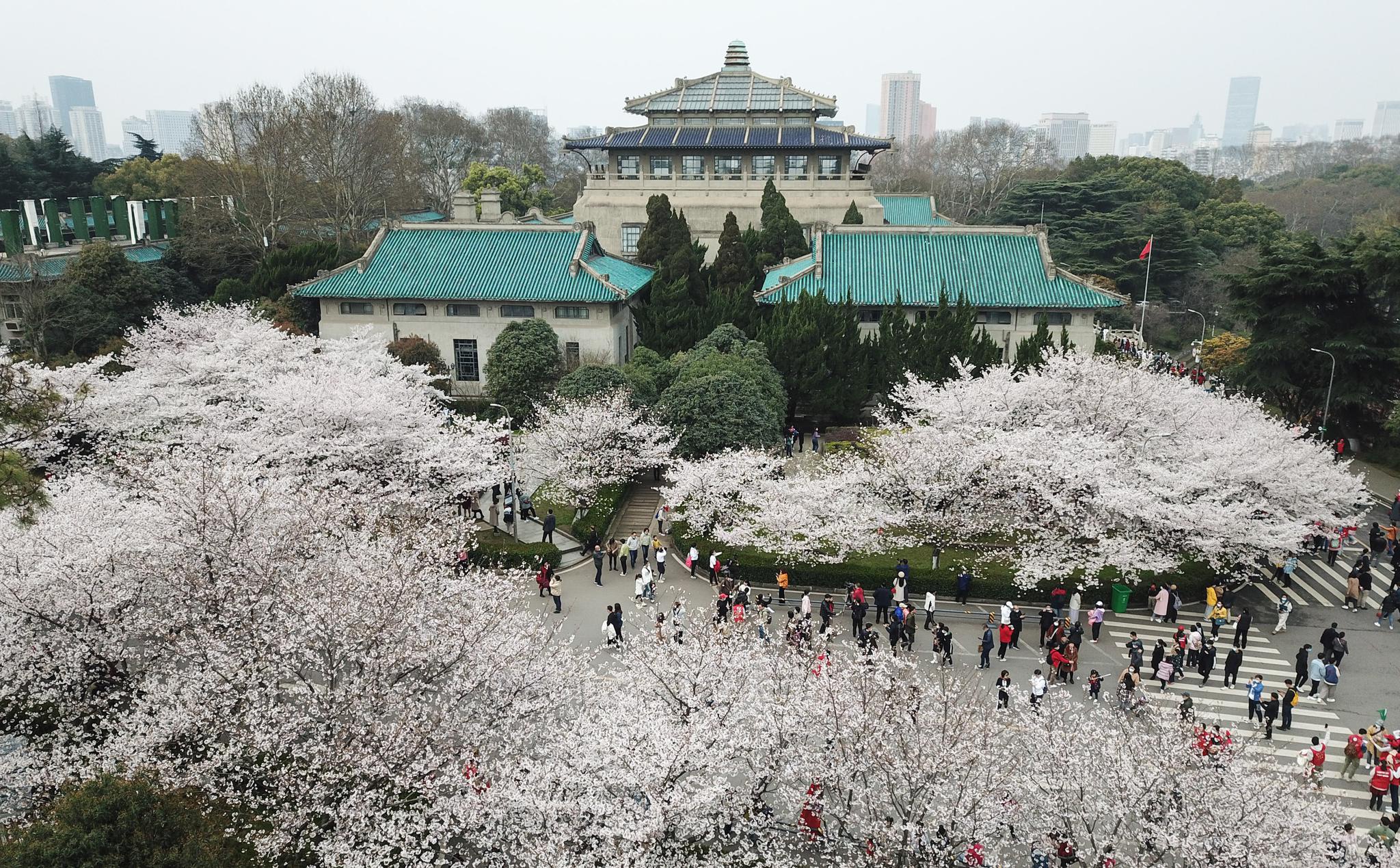 3月13日,广东援鄂医疗队成员梁仕凤带着孩子来到武汉大学赏樱游玩.