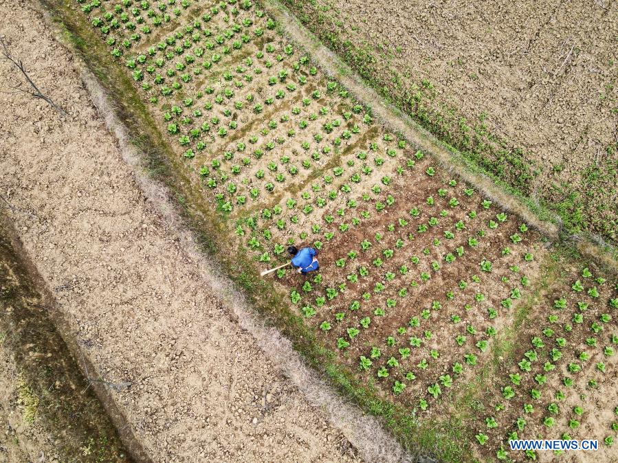 Aerial photo taken on March 13, 2021 shows a villager working in a field in Tuanze Town of Huichuan District in Zunyi, southwest China's Guizhou Province. (Photo by Luo Xinghan/Xinhua)