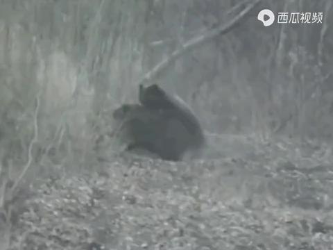 黑熊捕猎野猪