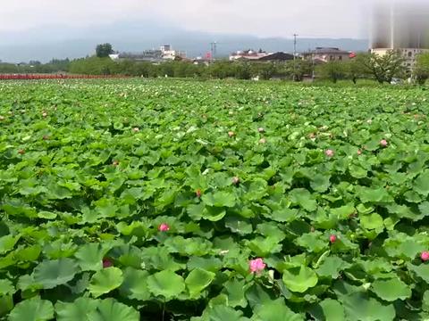 山歌情缘山歌《桃花树下诉真情》品锅vs嘉佳