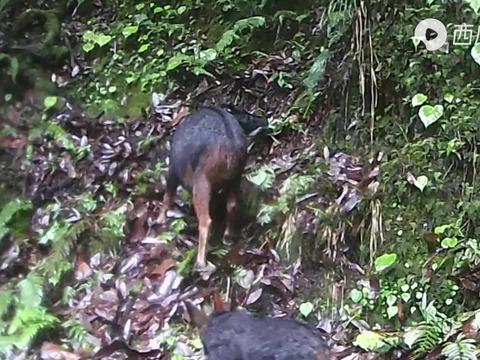 黑熊中华鬣羚上演生死追捕 小鬣羚消失在森林中 猎捕珍贵影像曝光