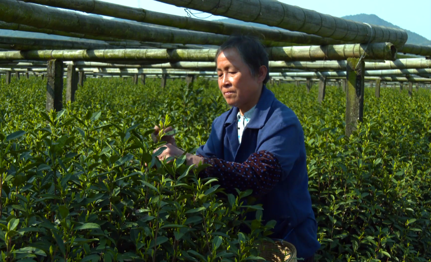 吴才娟是经验丰富的采茶工,她告诉记者,采摘茶叶手法要精准,力度要