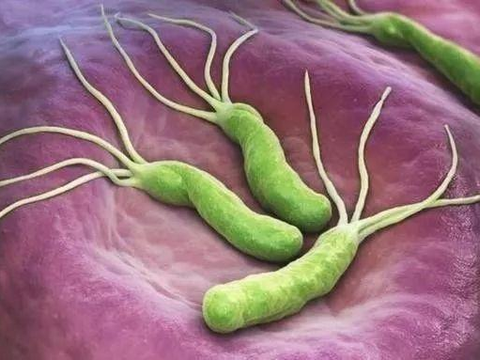 科学家发现幽门螺杆菌致病的关键分子 1 科学家发现幽门螺杆菌致病的关键分子