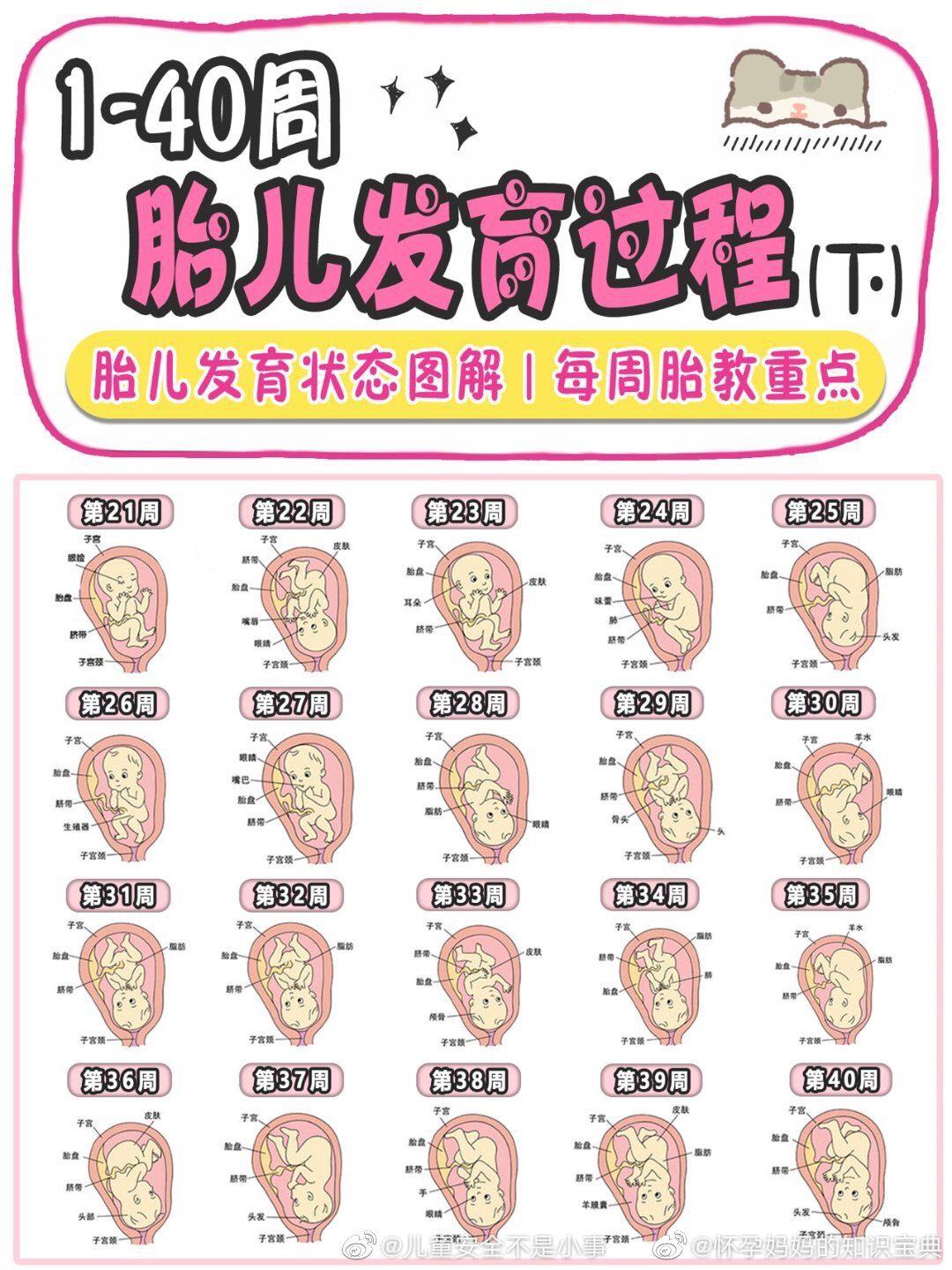 1-40周胎儿发育过程(下)!