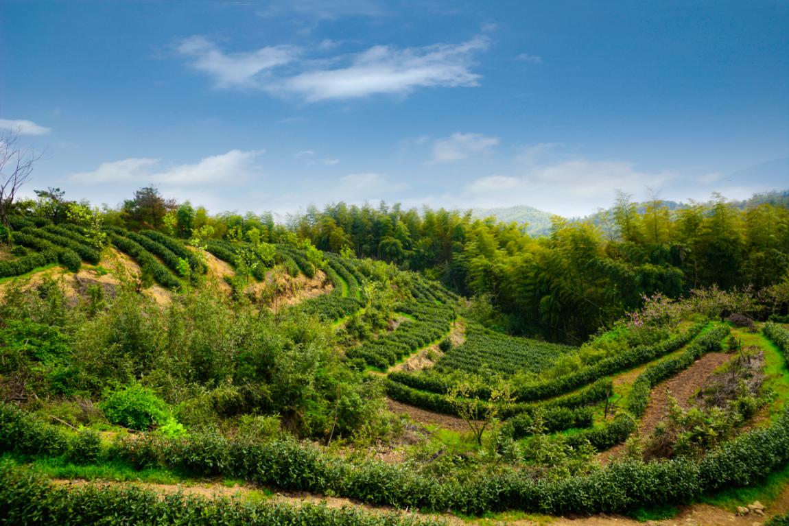 庐山全国同城空降快餐品茶