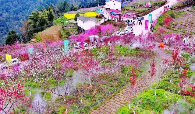 四川广元市的万亩桃花正是最佳赏花期,一年只有一次 四川广元市的万亩桃花正是最佳赏花期,一年只有一次