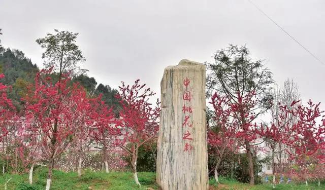 四川广元市的万亩桃花正是最佳赏花期,一年只有一次 四川广元市的万亩桃花正是最佳赏花期,一年只有一次