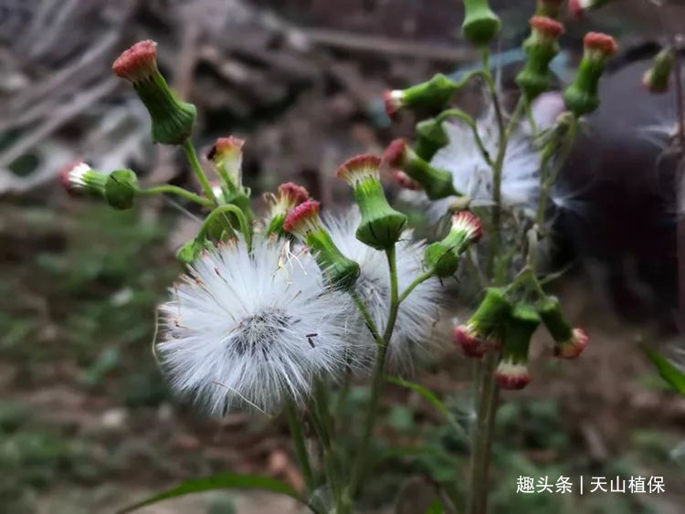 美国人痛恨的"野茼蒿",曾是农民"救命粮",如今1斤20元