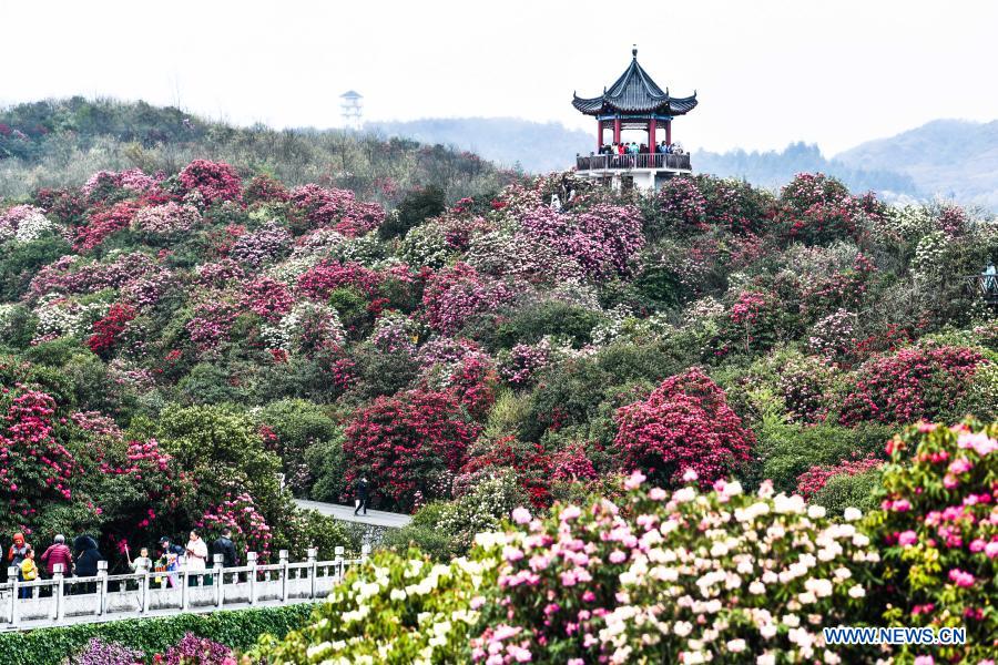 Tourists view azalea flowers at Pudi scenic spot in Bijie City, southwest China's Guizhou Province, March 21, 2021. Over 120 square kilometers of azalea flowers here have entered blooming season recently, attracting many people to visit. (Xinhua/Yang Wenbin)