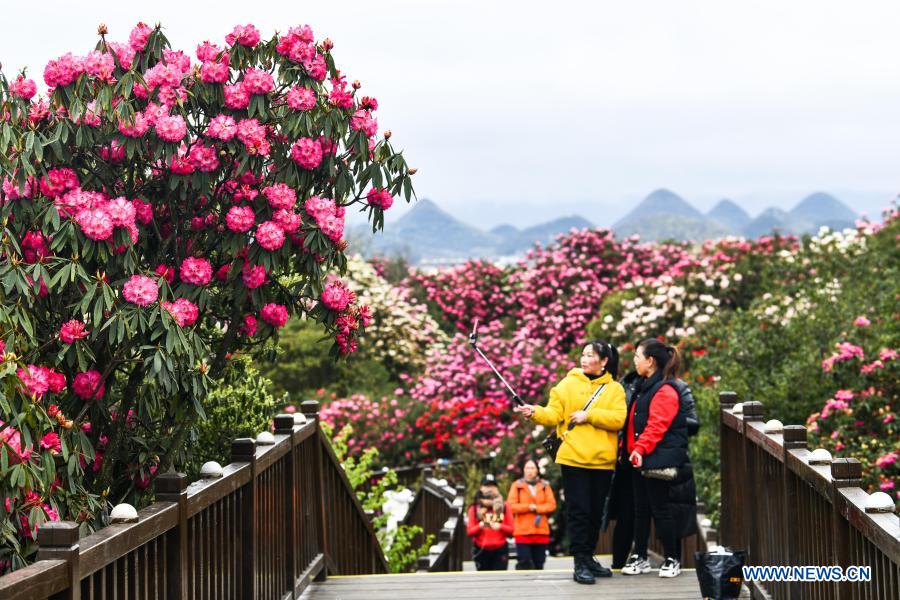 Tourists view azalea flowers at Pudi scenic spot in Bijie City, southwest China's Guizhou Province, March 21, 2021. Over 120 square kilometers of azalea flowers here have entered blooming season recently, attracting many people to visit. (Xinhua/Yang Wenbin)