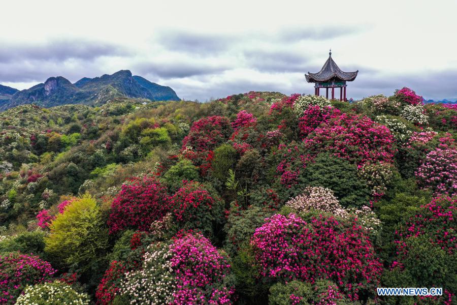 Aerial photo taken on March 21, 2021 shows tourists viewing azalea flowers at Pudi scenic spot in Bijie City, southwest China's Guizhou Province. Over 120 square kilometers of azalea flowers here have entered blooming season recently, attracting many people to visit. (Xinhua/Yang Wenbin)