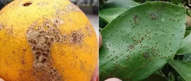 柑橘树脂病又叫砂皮病,柑橘砂皮病的主要特征及原因,防治方法