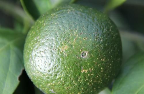 柑橘树脂病又叫砂皮病,柑橘砂皮病的主要特征及原因,防治方法