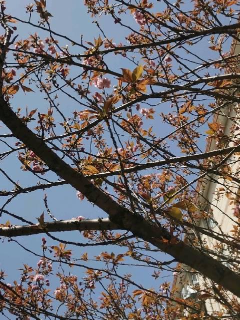 人在学校，刚下课 马上有一整条街道的樱花赏 的春日，樱花……