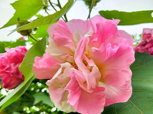 成都市满城尽是芙蓉花，大街小巷百里锦城香不断