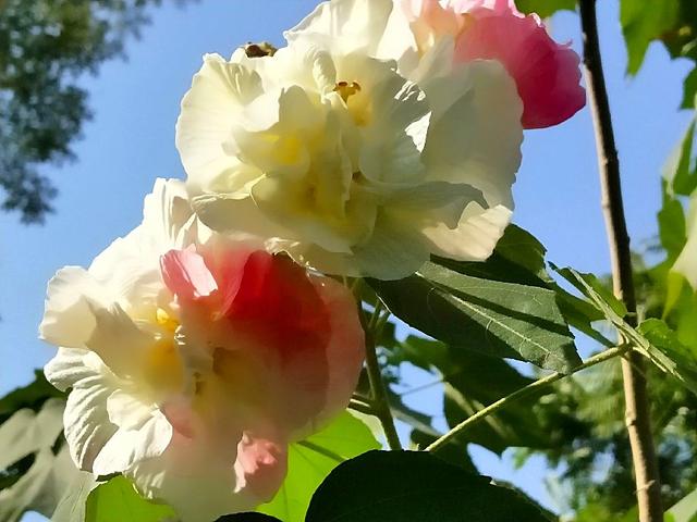 成都市满城尽是芙蓉花，大街小巷百里锦城香不断